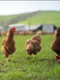 Chicken Farm