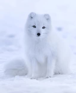 Aurora: Sweet White Arctic Fox