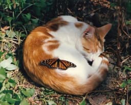 Warrior Cats RPG