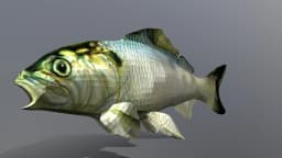 Just a fish