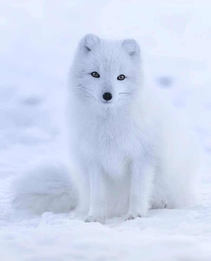 Aurora: Sweet White Arctic Fox